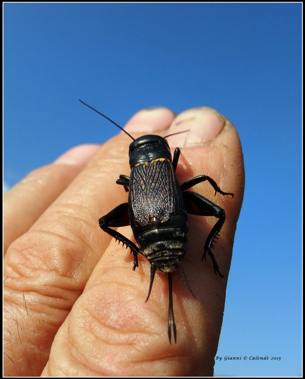 Gryllus campestris,  femmina